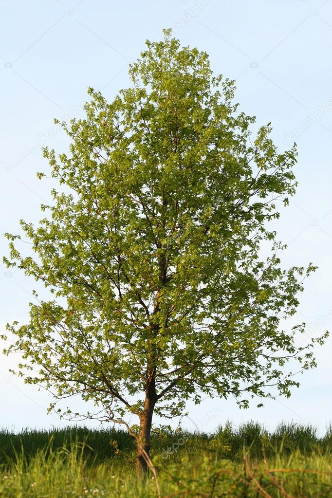 Poplar tree