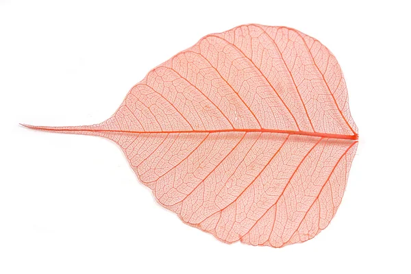 Autumn leaf — Stock Photo, Image