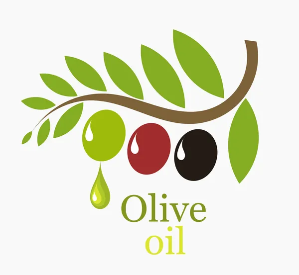 Olive tree branch — Stock Vector