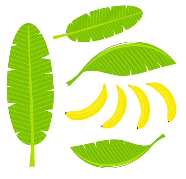 Folhas de banana —  Vetores de Stock