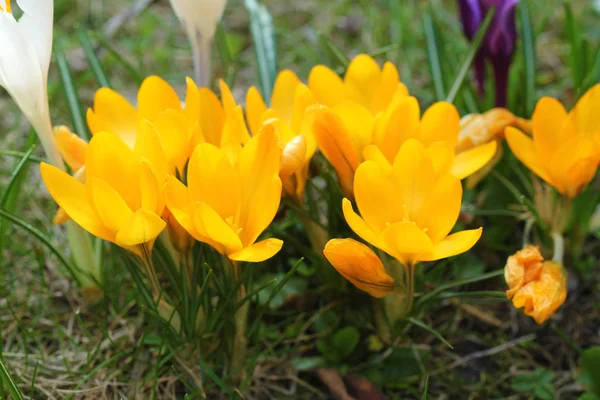 Frühlingsgelbe Krokusse — Stockfoto