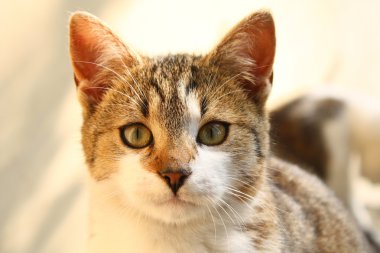 kedi portre