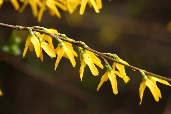 Spring forsythia — Stock Photo, Image