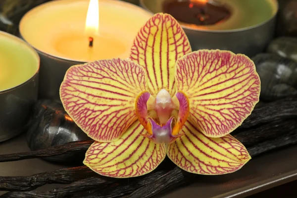 Spa orchid — Stock Photo, Image