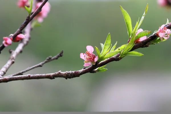 Flores de melocotón — Foto de Stock