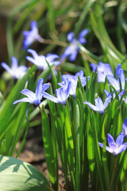 mavi çiçekler bahar