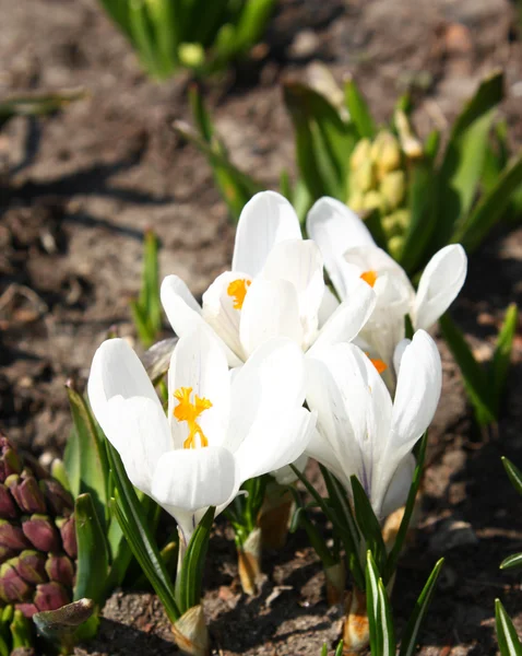 Weiße Krokusse — Stockfoto