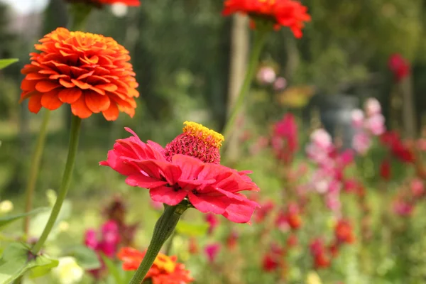 Flores — Fotografia de Stock