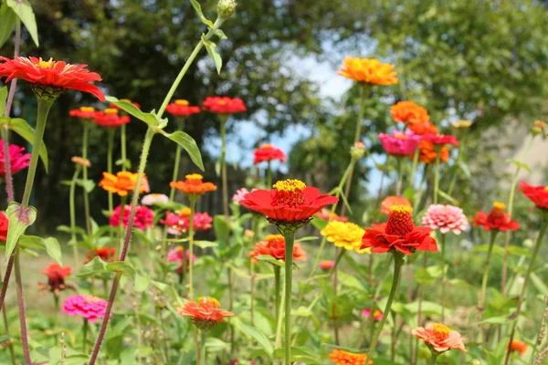 Fleurs dans le jardin — Photo