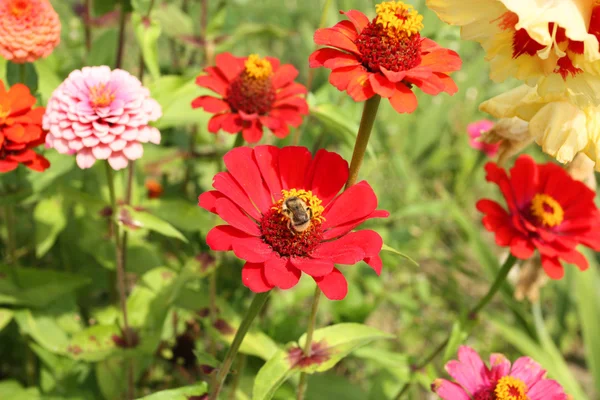 Zinnia çiçekler — Stok fotoğraf