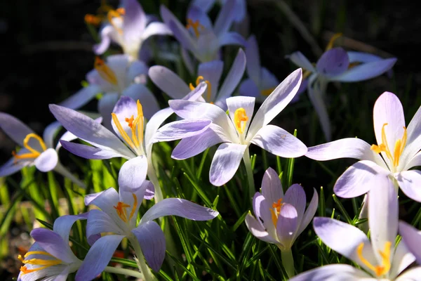 Crocus flowers in garden — Stock Photo, Image