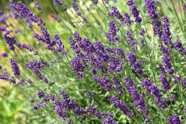 Plantas de lavanda — Fotografia de Stock