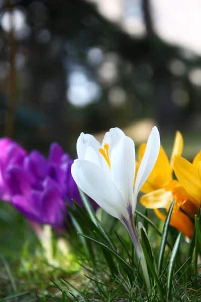 Crocus in garden — Stock Photo, Image