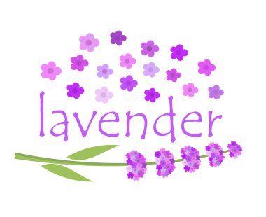 Lavanta çiçekleri