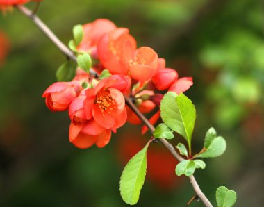 Chaenomeles