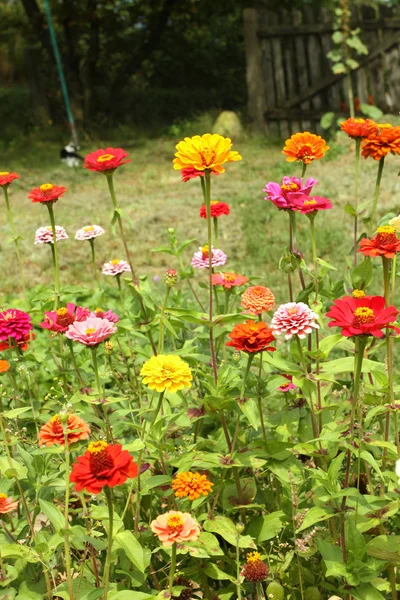 Jardín de flores — Foto de Stock