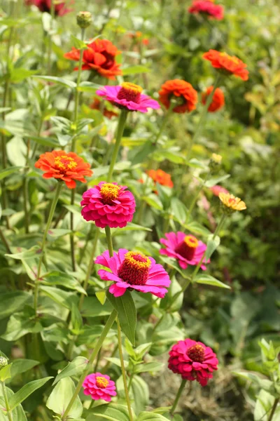 Summer flowers — Stock Photo, Image