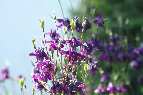 Пурпурные цветы Aquilegia — стоковое фото