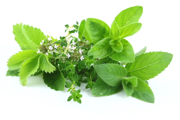 Green herbs — Stock Photo, Image