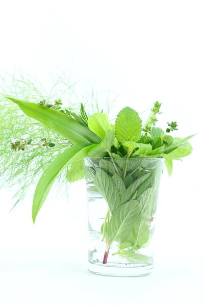 Zelené bylinky — Stock fotografie