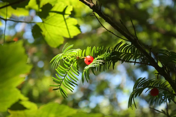 Yew tree — Stock Photo, Image