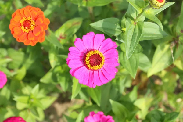 꽃 정원 — 스톡 사진