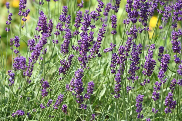 Lavendel im Garten — Stockfoto