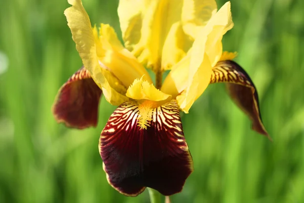 Iris çiçeği — Stok fotoğraf