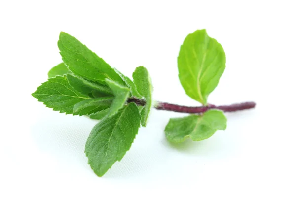 Foglia di menta — Foto Stock