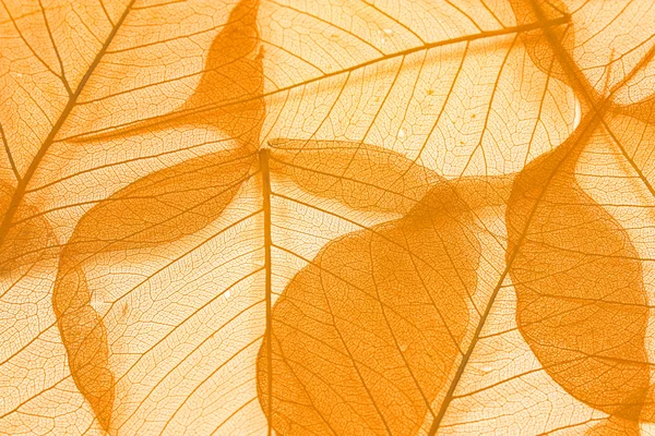 Leaf texture — Stock Photo, Image