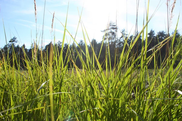 Forest grass — Stock Photo, Image