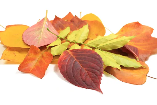 Autumn leaves — Stock Photo, Image