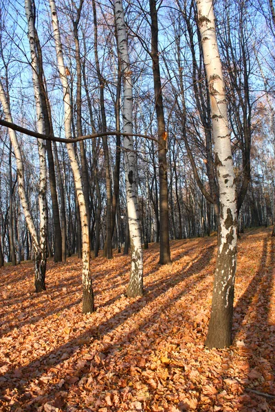 Floresta de outono — Fotografia de Stock