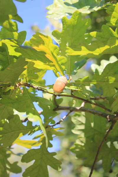 Noce di quercia — Foto Stock