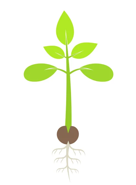 Roślina sadzonka — Wektor stockowy