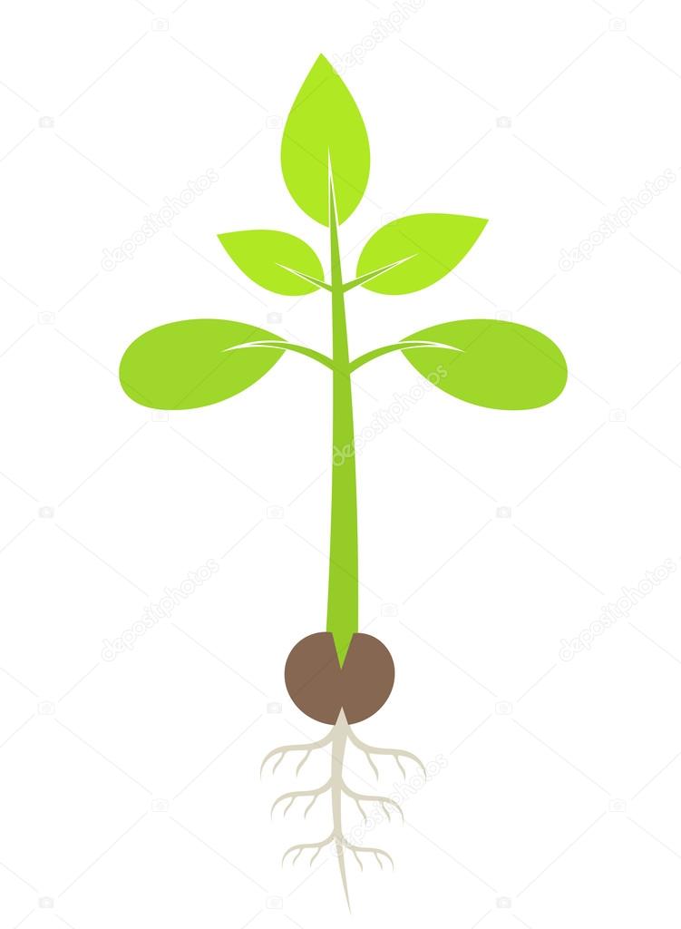 Plant Seedling Vector Image By C Studiobarcelona Vector Stock 43327223