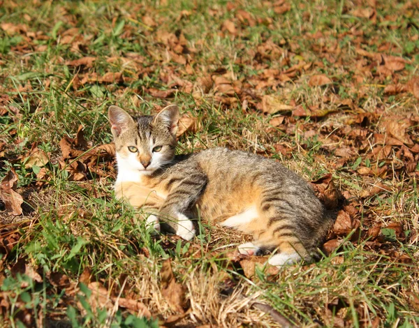 Katze ruht im Freien — Stockfoto