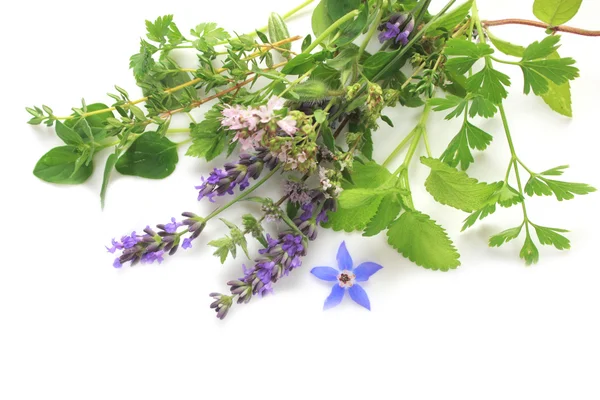 Aromatic fresh herbs — Stock Photo, Image