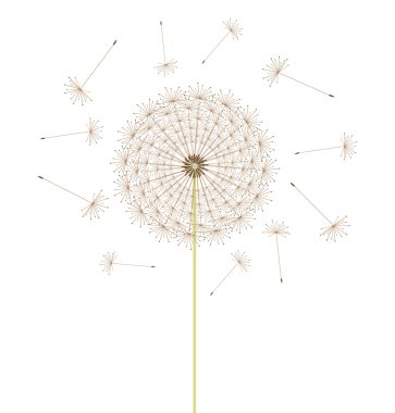 Karahindiba çiçeği