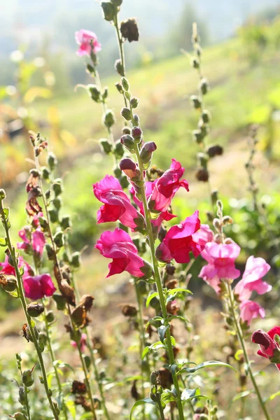 Fleurs roses dans le jardin — Photo