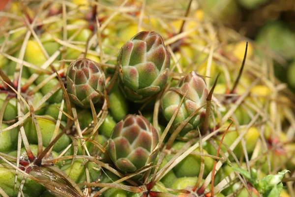 Cactus buds — Stock Photo, Image