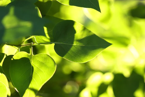 Luce del sole nelle foglie — Foto Stock