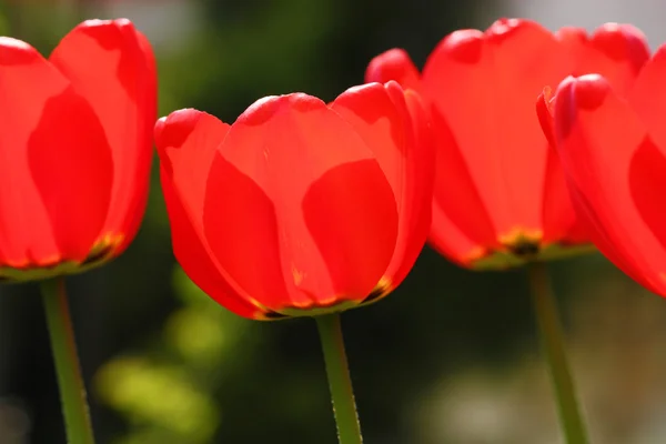 Red tulips — Stock Photo, Image