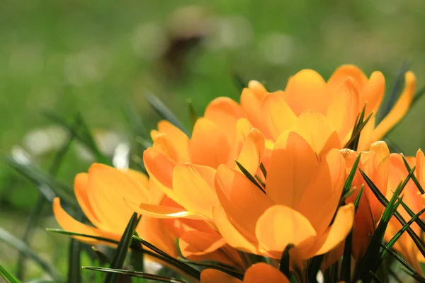 Yellow crocuses — Stock Photo, Image