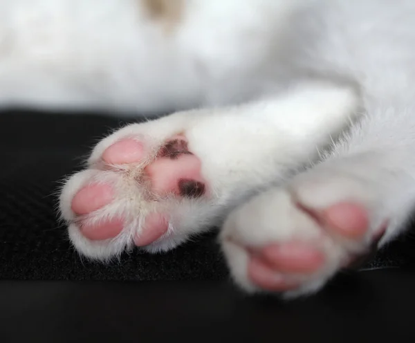 猫爪 — 图库照片