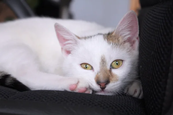 Gato blanco — Foto de Stock