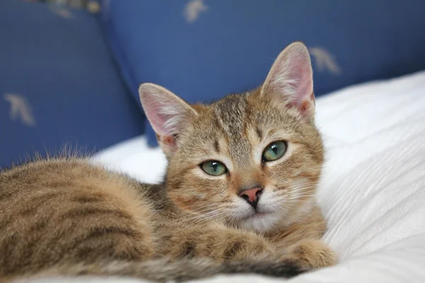 Gato de Tabby — Foto de Stock