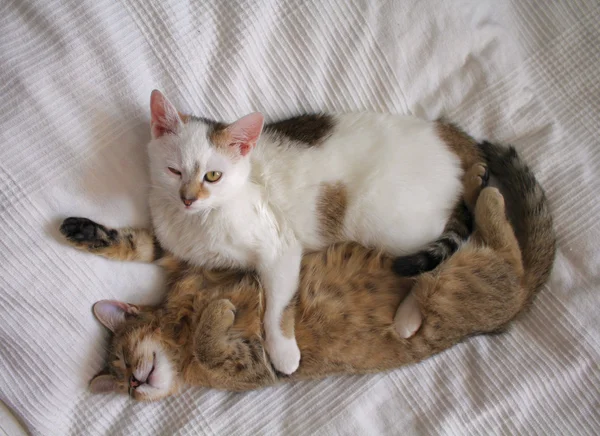 Gatos jugando — Foto de Stock