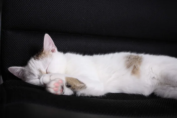 Katze schläft — Stockfoto
