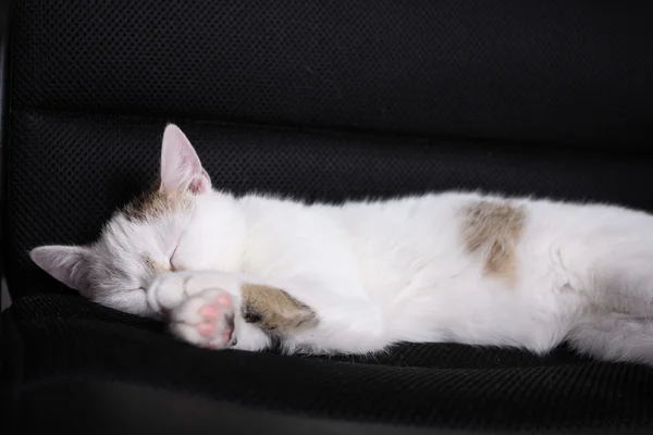 Katt som sover — Stockfoto